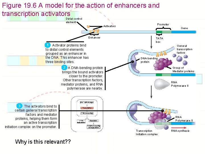 Figure 19. 6 A model for the action of enhancers and transcription activators Distal