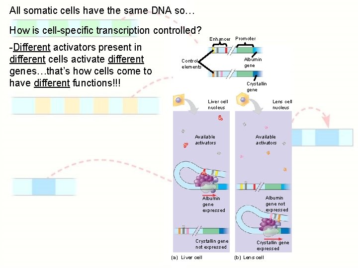 All somatic cells have the same DNA so… How is cell-specific transcription controlled? -Different