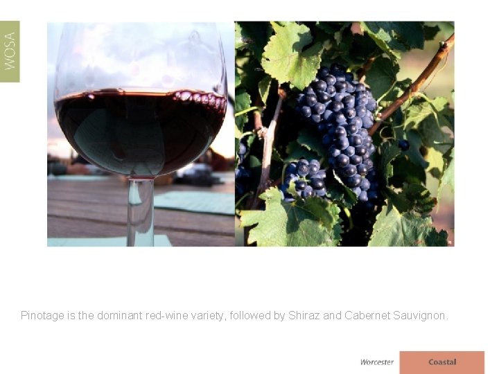 Pinotage is the dominant red-wine variety, followed by Shiraz and Cabernet Sauvignon. 