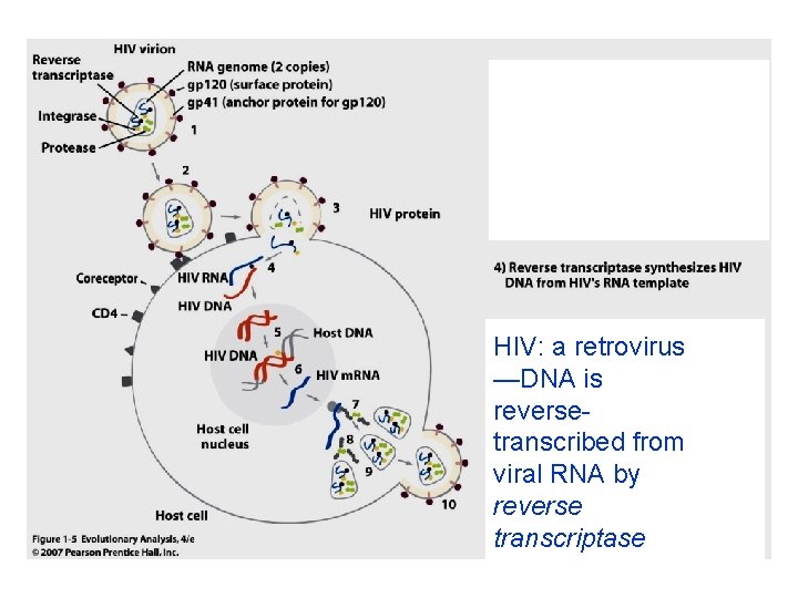 Viral Rna Reverse Transcriptase Example The Evolution of HIV Biology and natural history