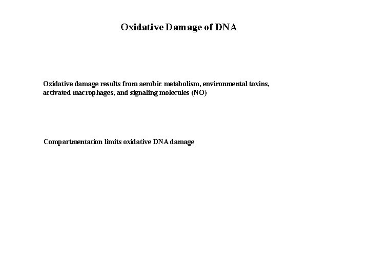 Oxidative Damage of DNA Oxidative damage results from aerobic metabolism, environmental toxins, activated macrophages,