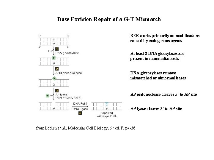 Base Excision Repair of a G-T Mismatch BER works primarily on modifications caused by