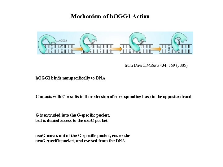 Mechanism of h. OGG 1 Action from David, Nature 434, 569 (2005) h. OGG