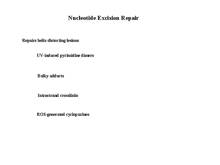 Nucleotide Excision Repairs helix-distorting lesions UV-induced pyrimidine dimers Bulky adducts Intrastrand crosslinks ROS-generated cyclopurines