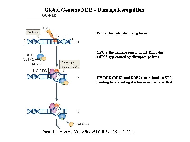 Global Genome NER – Damage Recognition Probes for helix distorting lesions XPC is the