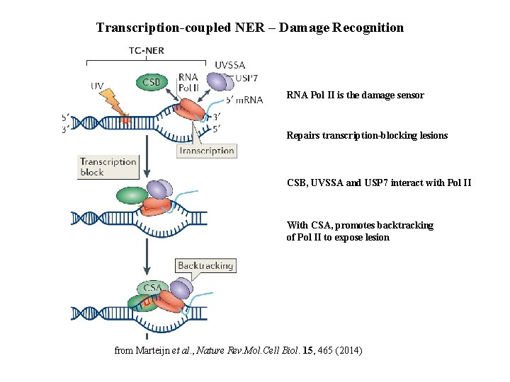 Transcription-coupled NER – Damage Recognition RNA Pol II is the damage sensor Repairs transcription-blocking