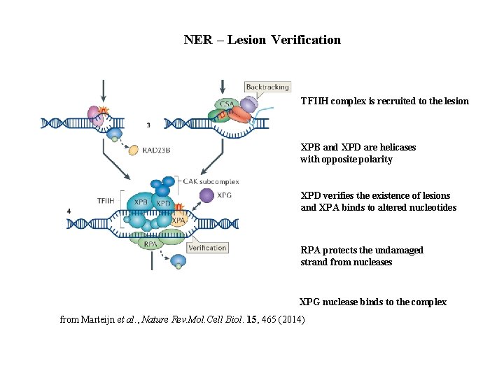 NER – Lesion Verification TFIIH complex is recruited to the lesion XPB and XPD