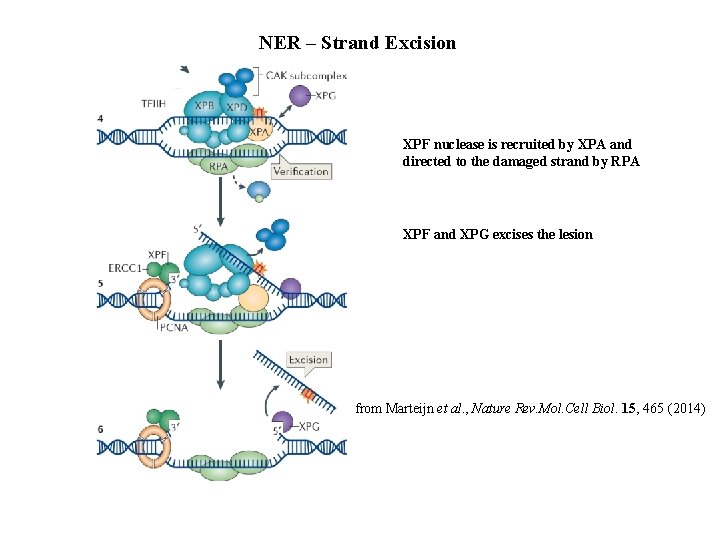 NER – Strand Excision XPF nuclease is recruited by XPA and directed to the