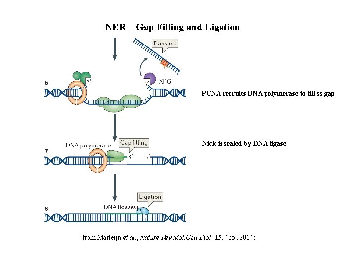 NER – Gap Filling and Ligation PCNA recruits DNA polymerase to fill ss gap