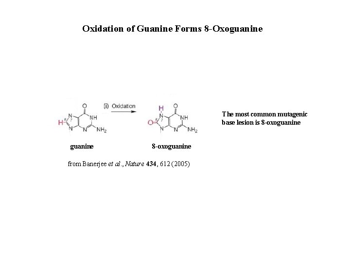 Oxidation of Guanine Forms 8 -Oxoguanine The most common mutagenic base lesion is 8