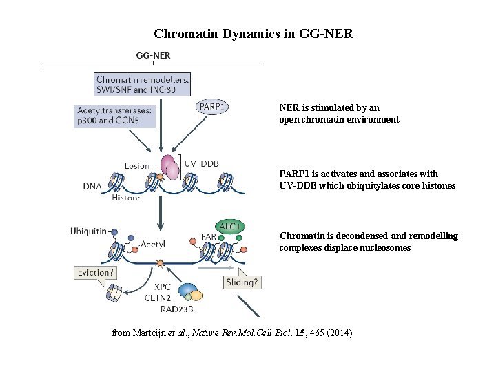 Chromatin Dynamics in GG-NER is stimulated by an open chromatin environment PARP 1 is