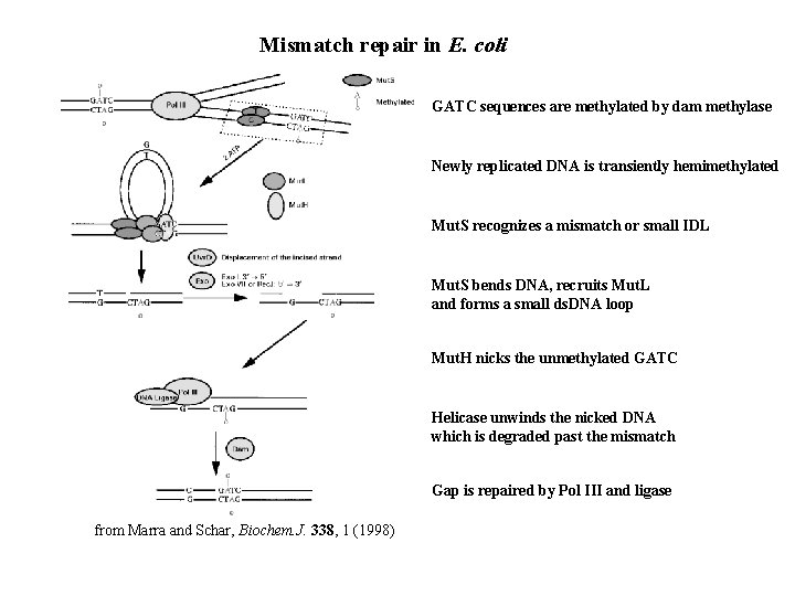 Mismatch repair in E. coli GATC sequences are methylated by dam methylase Newly replicated