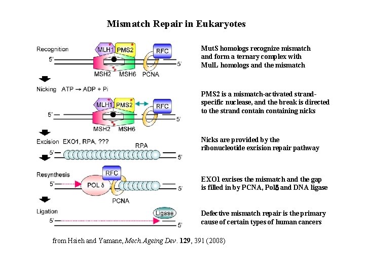 Mismatch Repair in Eukaryotes Mut. S homologs recognize mismatch and form a ternary complex