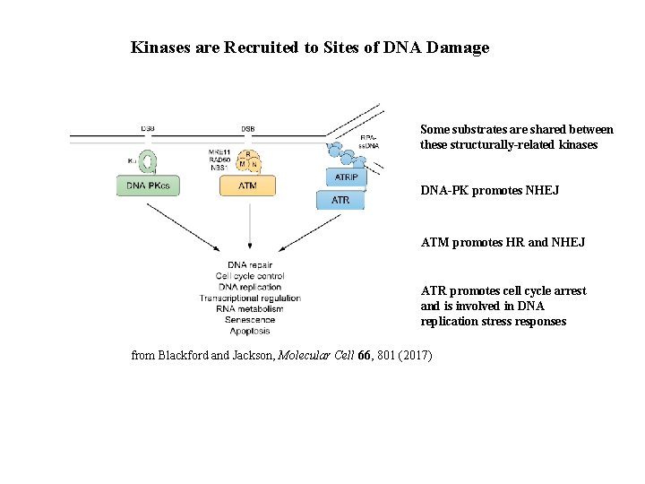 Kinases are Recruited to Sites of DNA Damage Some substrates are shared between these