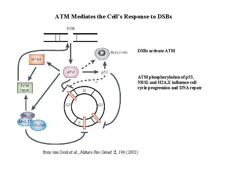 ATM Mediates the Cell’s Response to DSBs activate ATM phosphorylation of p 53, NBS