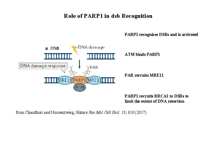 Role of PARP 1 in dsb Recognition PARP 1 recognizes DSBs and is activated