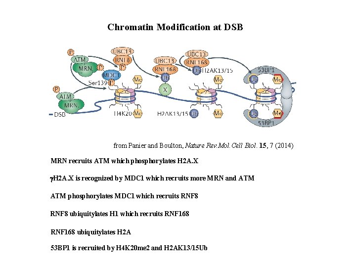 Chromatin Modification at DSB from Panier and Boulton, Nature Rev. Mol. Cell Biol. 15,