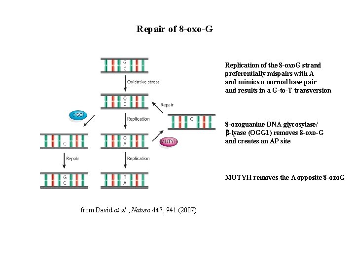 Repair of 8 -oxo-G Replication of the 8 -oxo. G strand preferentially mispairs with