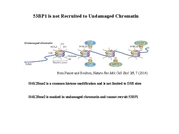 53 BP 1 is not Recruited to Undamaged Chromatin from Panier and Boulton, Nature