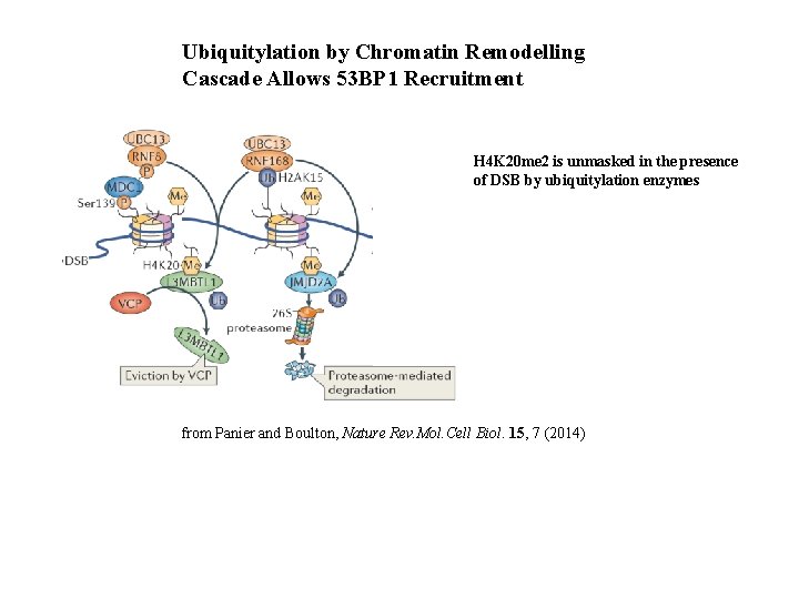 Ubiquitylation by Chromatin Remodelling Cascade Allows 53 BP 1 Recruitment H 4 K 20