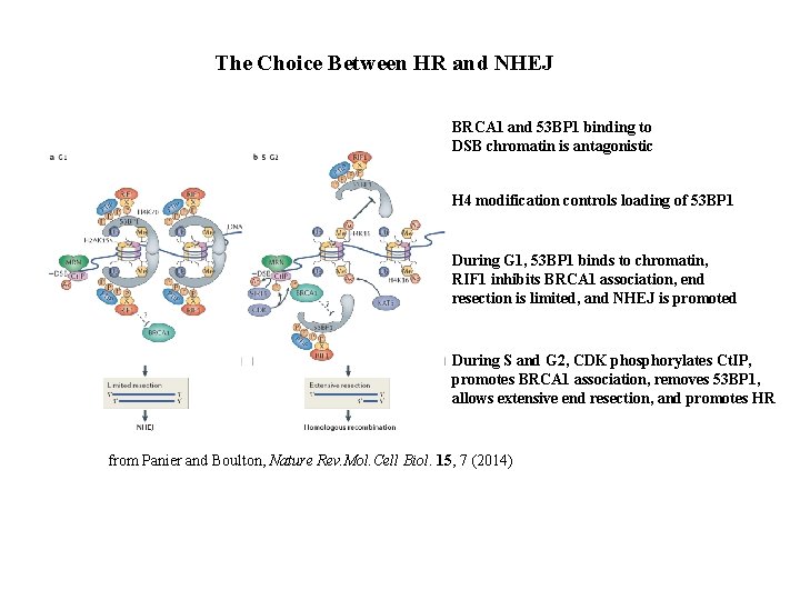 The Choice Between HR and NHEJ BRCA 1 and 53 BP 1 binding to