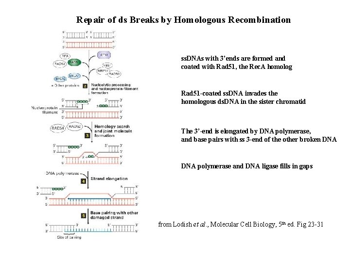 Repair of ds Breaks by Homologous Recombination ss. DNAs with 3’ends are formed and