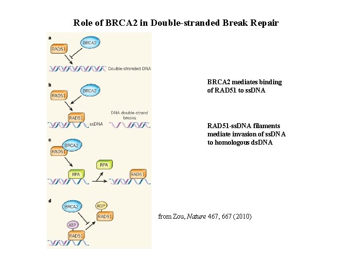 Role of BRCA 2 in Double-stranded Break Repair BRCA 2 mediates binding of RAD