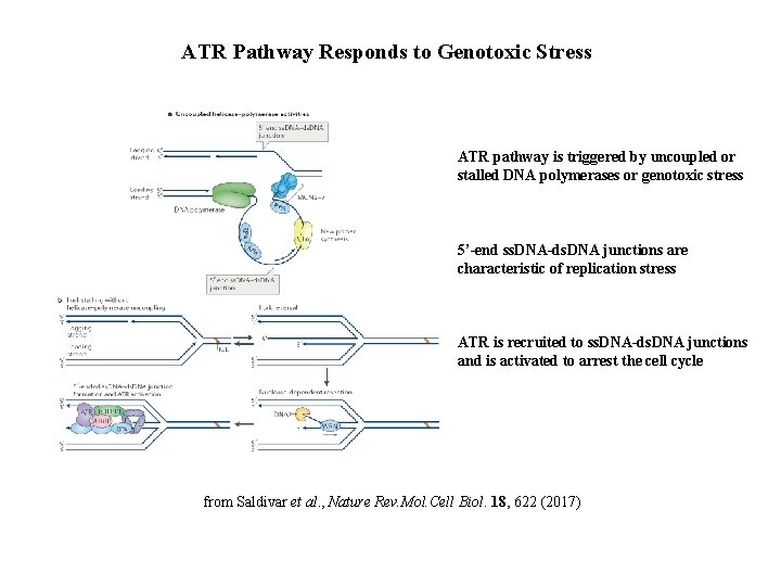 ATR Pathway Responds to Genotoxic Stress ATR pathway is triggered by uncoupled or stalled