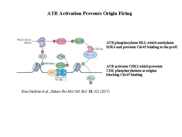 ATR Activation Prevents Origin Firing ATR phosphorylates MLL which methylates H 3 K 4