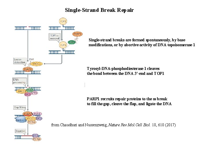 Single-Strand Break Repair Single-strand breaks are formed spontaneously, by base modifications, or by abortive