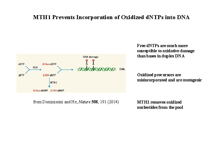 MTH 1 Prevents Incorporation of Oxidized d. NTPs into DNA Free d. NTPs are