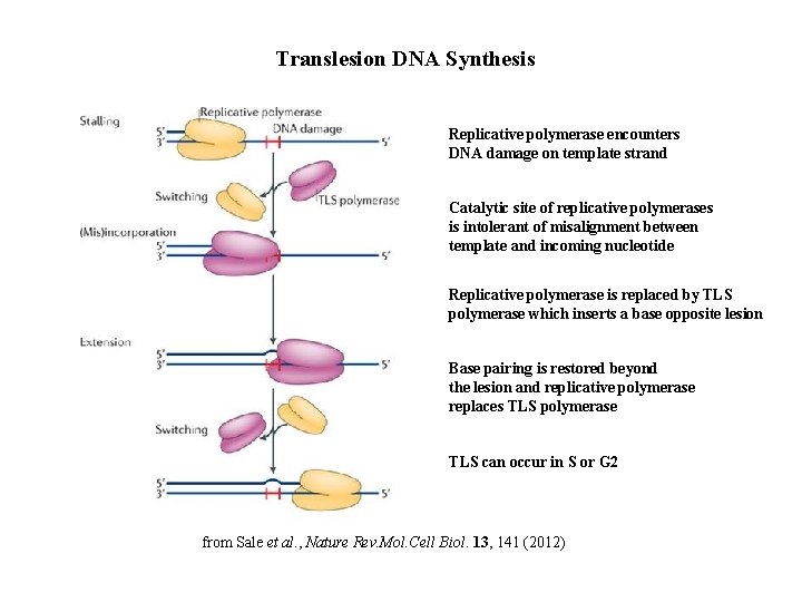 Translesion DNA Synthesis Replicative polymerase encounters DNA damage on template strand Catalytic site of