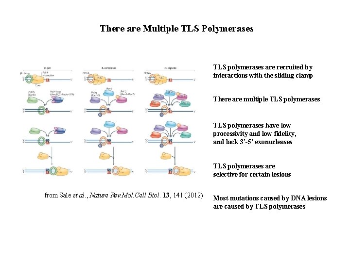 There are Multiple TLS Polymerases TLS polymerases are recruited by interactions with the sliding
