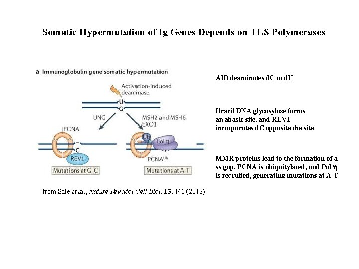 Somatic Hypermutation of Ig Genes Depends on TLS Polymerases AID deaminates d. C to