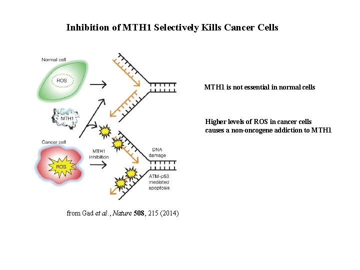 Inhibition of MTH 1 Selectively Kills Cancer Cells MTH 1 is not essential in