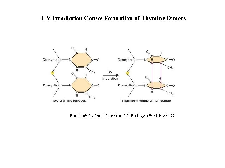 UV-Irradiation Causes Formation of Thymine Dimers from Lodish et al. , Molecular Cell Biology,