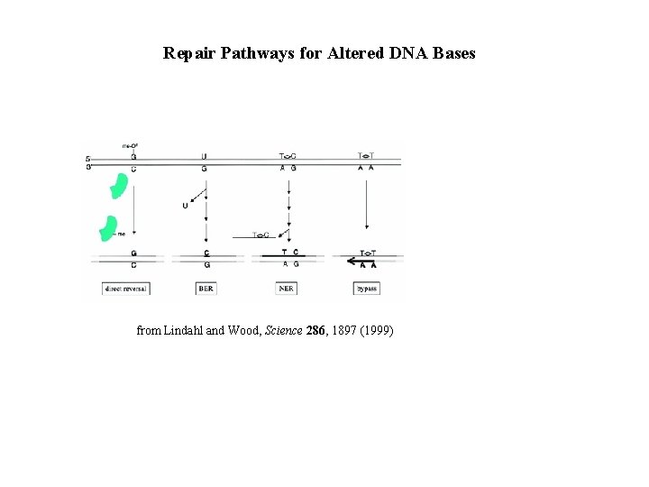 Repair Pathways for Altered DNA Bases from Lindahl and Wood, Science 286, 1897 (1999)