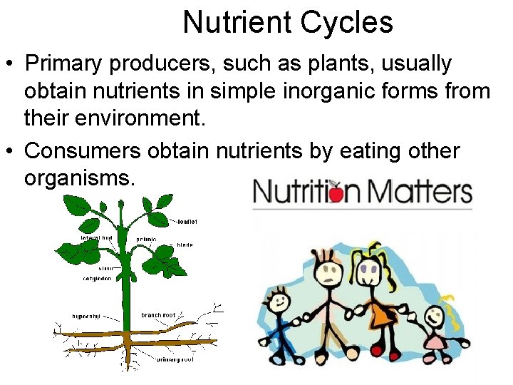Nutrient Cycles • Primary producers, such as plants, usually obtain nutrients in simple inorganic
