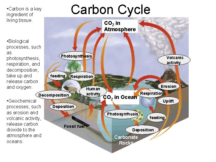 Carbon Cycle • Carbon is a key ingredient of living tissue. • Biological processes,
