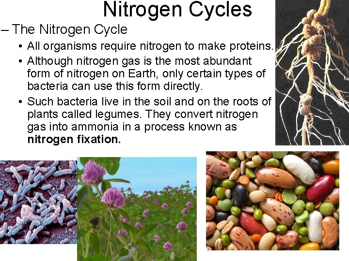 Nitrogen Cycles – The Nitrogen Cycle • All organisms require nitrogen to make proteins.