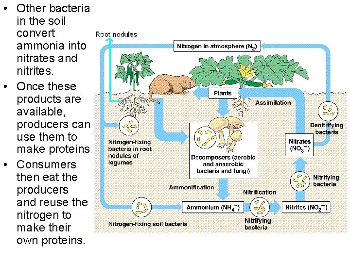  • Other bacteria in the soil convert ammonia into nitrates and nitrites. •