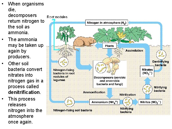  • When organisms die, decomposers return nitrogen to the soil as ammonia. •