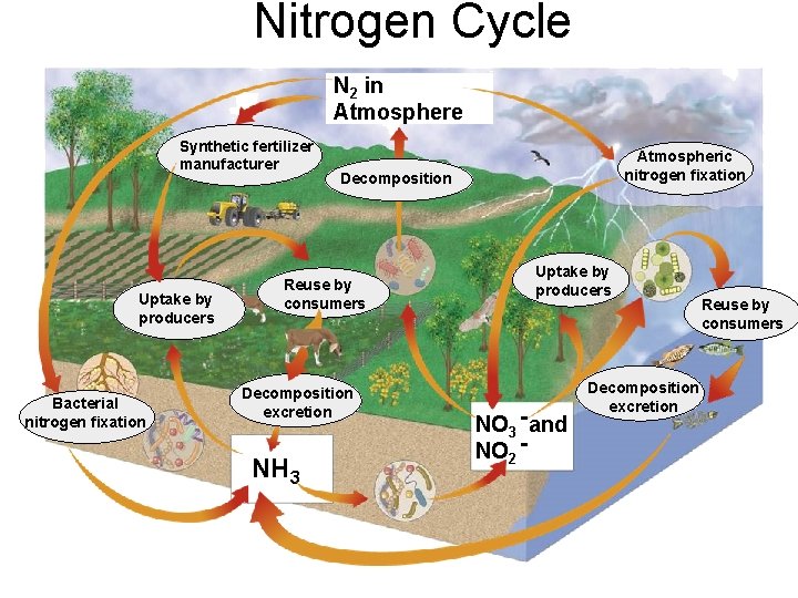 Nitrogen Cycle N 2 in Atmosphere Synthetic fertilizer manufacturer Uptake by producers Bacterial nitrogen