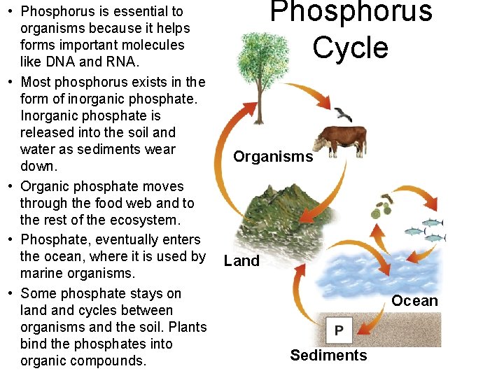  • Phosphorus is essential to organisms because it helps forms important molecules like