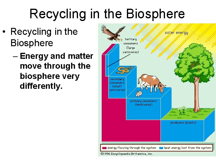 Recycling in the Biosphere • Recycling in the Biosphere – Energy and matter move