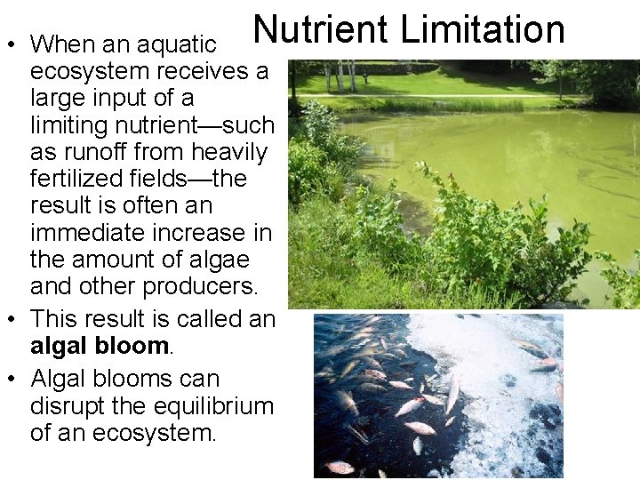  • When an aquatic Nutrient ecosystem receives a large input of a limiting