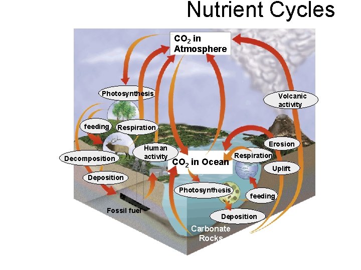 Nutrient Cycles CO 2 in Atmosphere Photosynthesis feeding Volcanic activity Respiration Decomposition Human activity