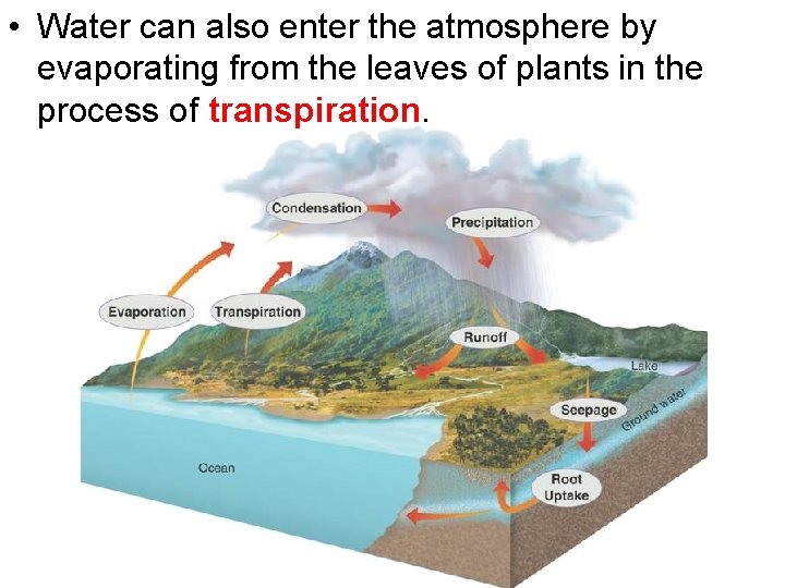  • Water can also enter the atmosphere by evaporating from the leaves of