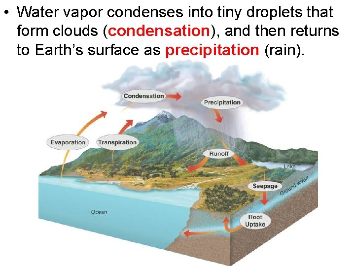  • Water vapor condenses into tiny droplets that form clouds (condensation), and then