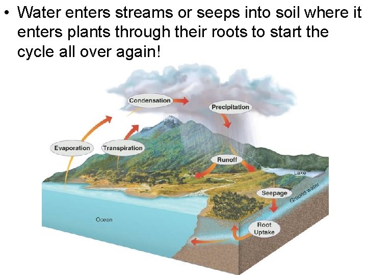  • Water enters streams or seeps into soil where it enters plants through
